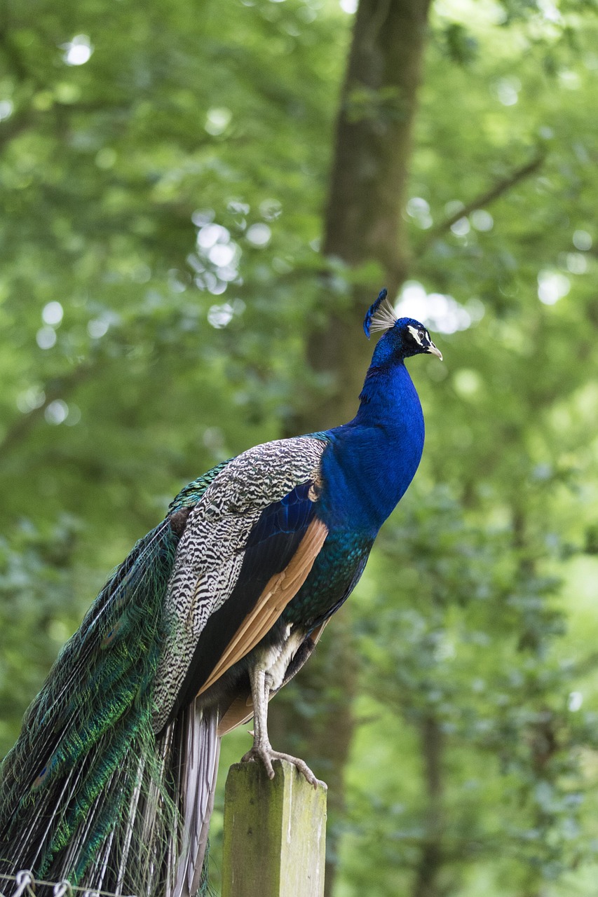 peacock, bird, blue, nature, feather headdress, animals, pride, animal, colorful, feathers, tail, peacock tail, peacock feathers, color