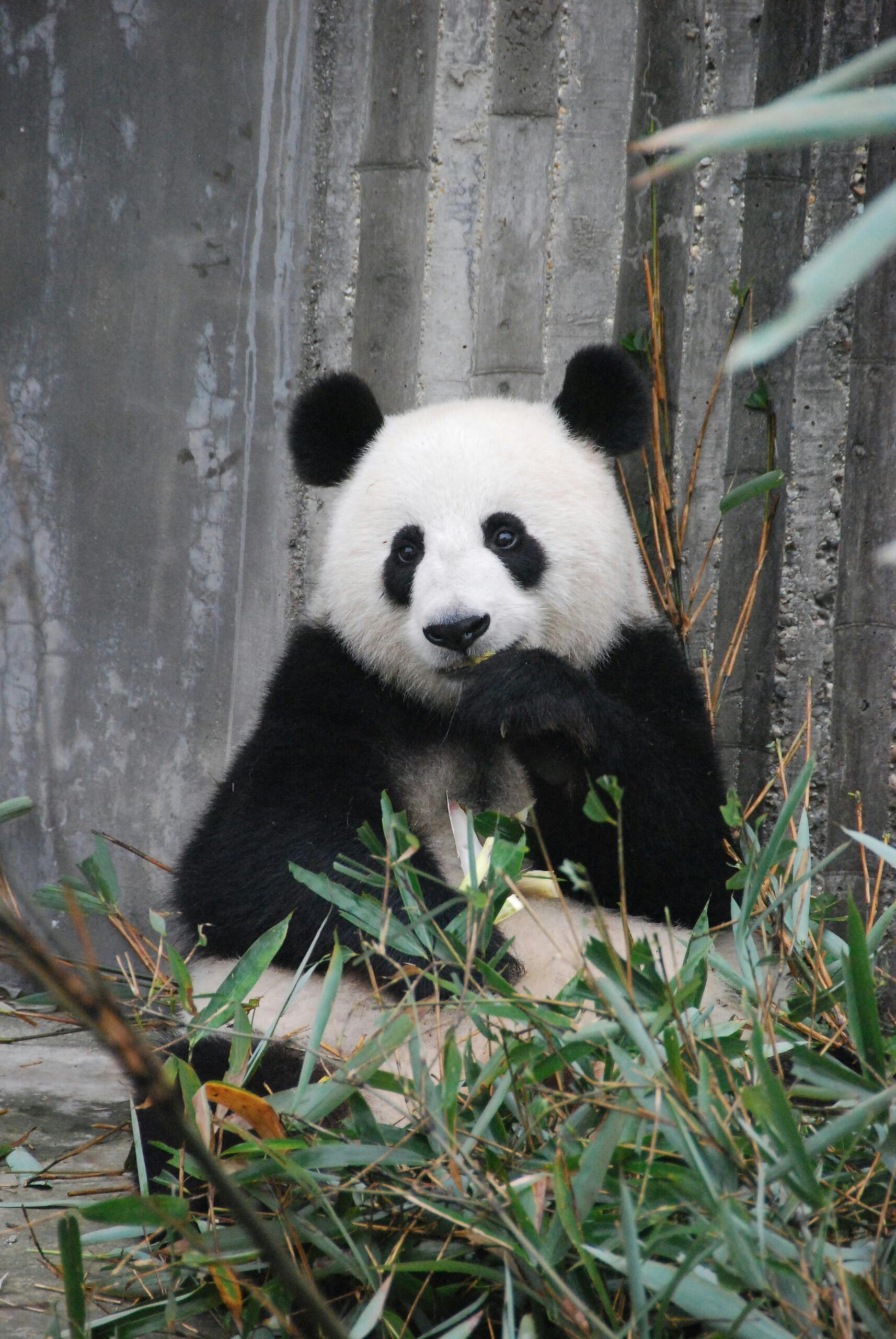 A cute giant panda munching on bamboo in a zoo enclosure, showcasing wildlife behavior.