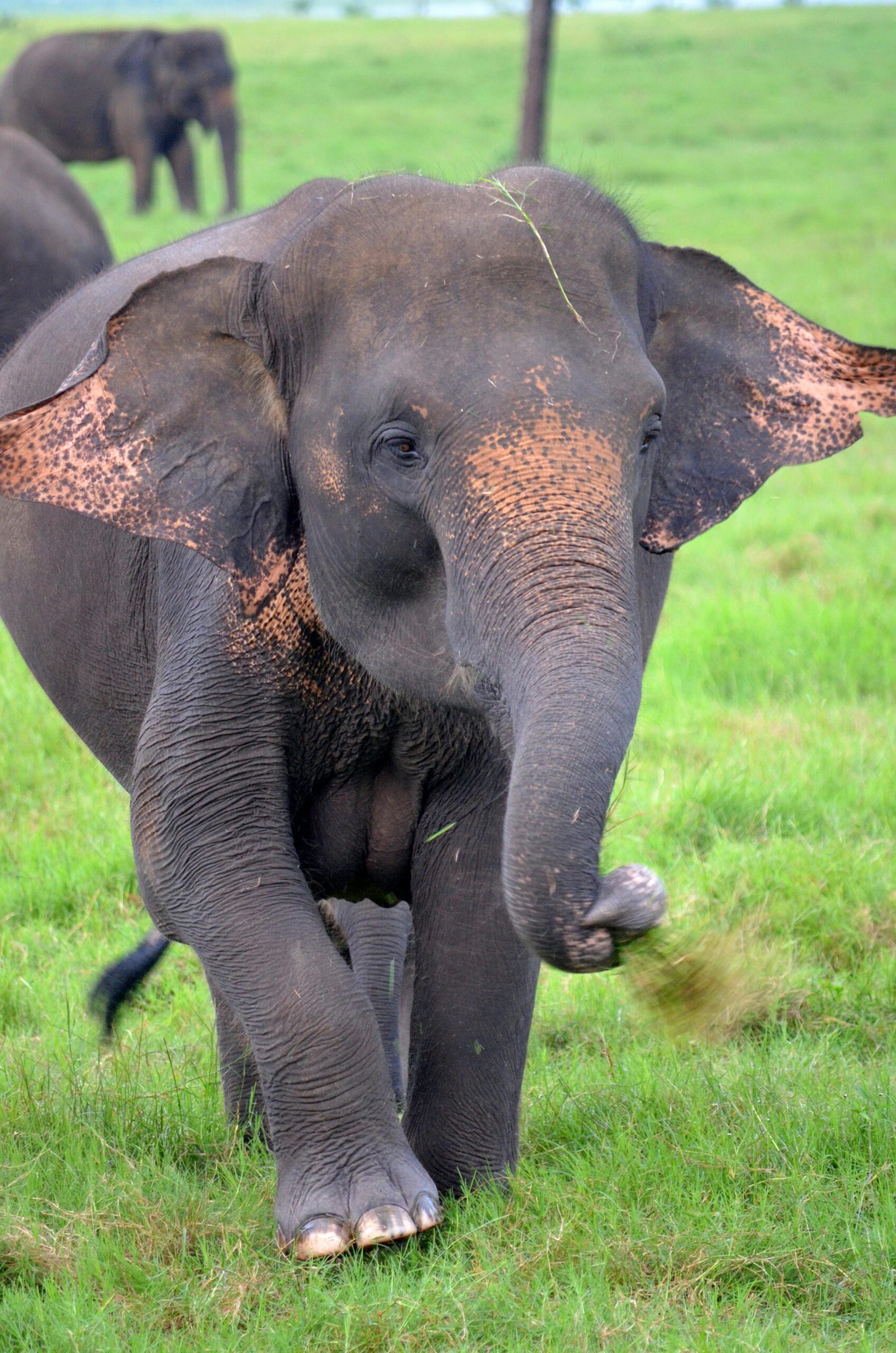 A majestic Asian elephant walking through a lush grassland, showcasing its distinctive features.